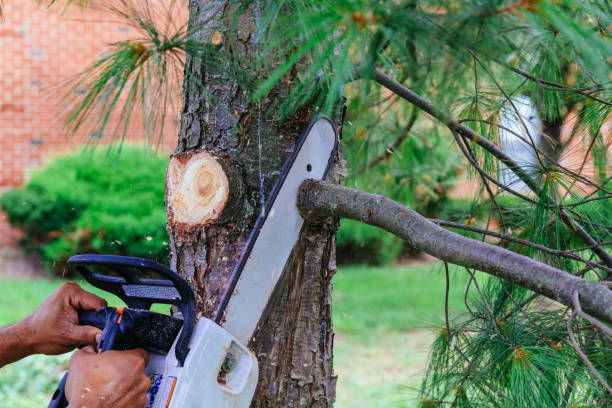 How Our Tree Care Process Works  in Clinton, PA